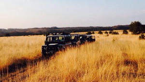 Wild Safari in der Veluwe 